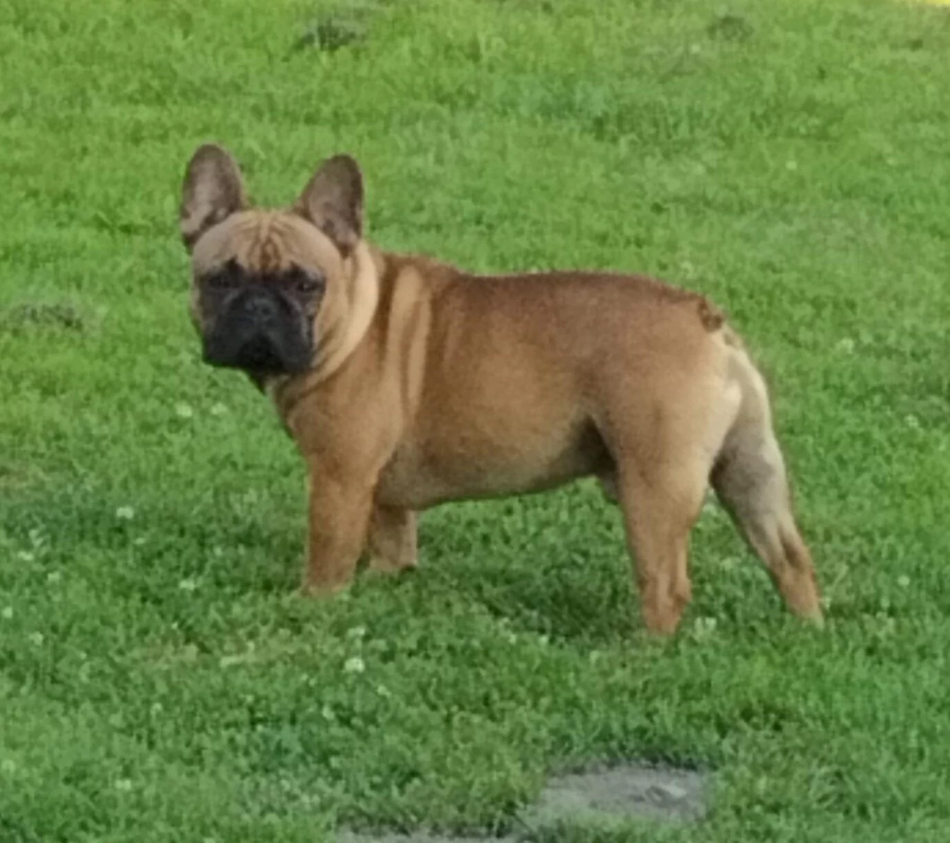 Photo de Tig Maistro TAYLOR