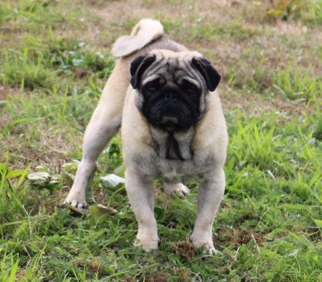 Photo de TADJY Des Guerriers Cathares