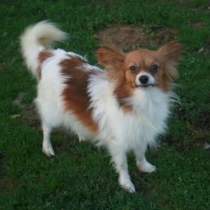 chiens-Epagneul-nain-Continental-Papillon-81d21131-5098-df54-6960-0704c940ed79-o7kgqvqo1sdkrl2estoy5wfhg0pqkptvvy1jwd7tmg