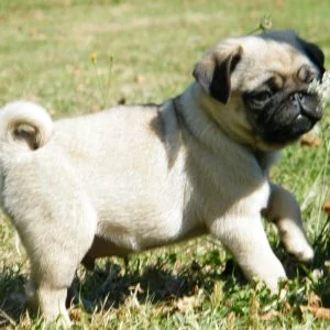 chiots-carlin-le-11-06-007-o9lqe5w4j0zzmf7zn9n53rkys87sfepu0ye6ko2o54