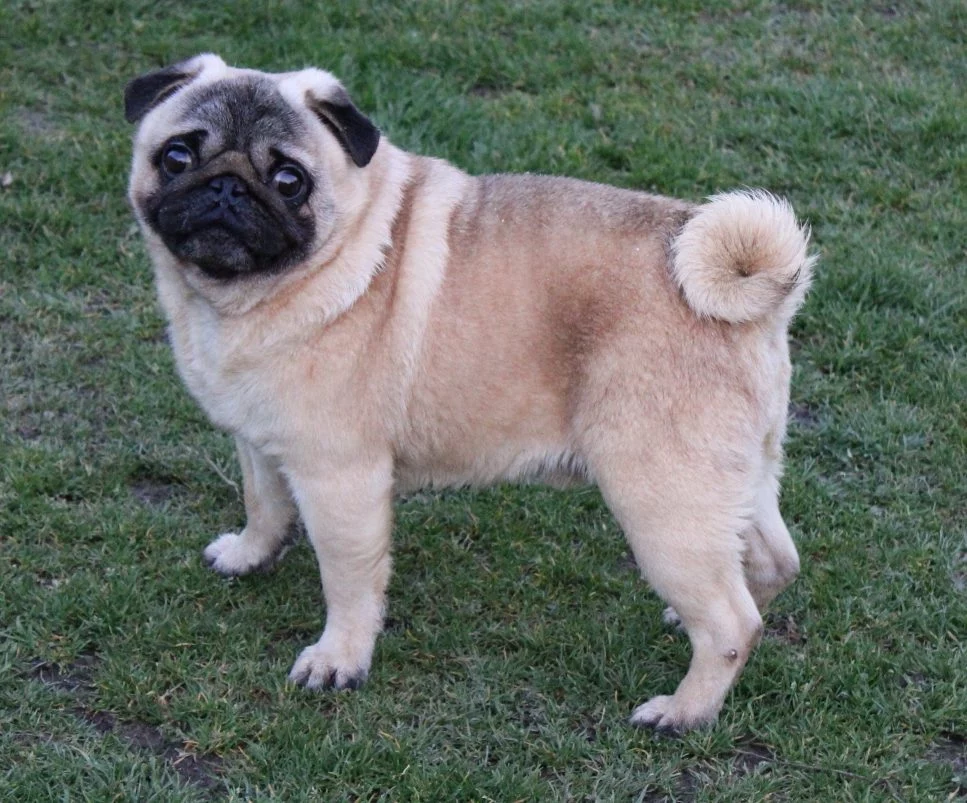 Photo de SHADOW HUNTER dit SENJI Time To Shine