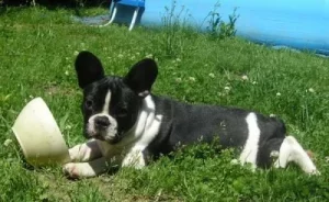 Benji-couché-dans-le-jardin-qg12agr18qm5fx4dsc5f89iz65n0ogulo1vjubu64y