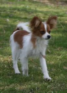 dundee-01-qg12agr18qnxotkn77lqtdn7ktz0hcux0sqcltj6qe