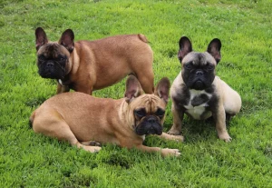 urijane,upoline,uchiwan